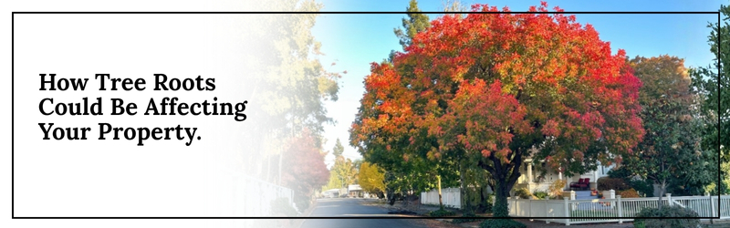 How Tree Roots Could Be Affecting Your Property
