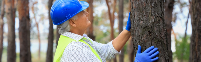 In Content - Dead vs Dying Trees_ How to Tell the Difference and When to Remove Them - MARTIN'S TREE SERVICE INC. In Content - Dead vs Dying Trees_ How to Tell the Difference and When to Remove Them