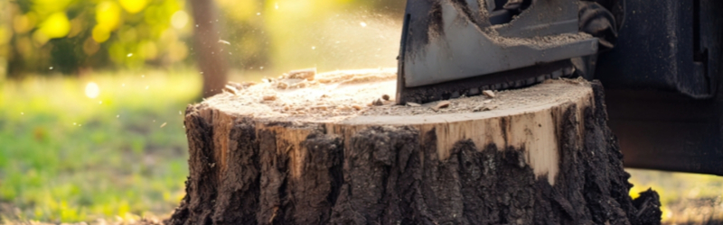 In Content - Tree Stump Removal Options_ Grinding vs Complete Removal