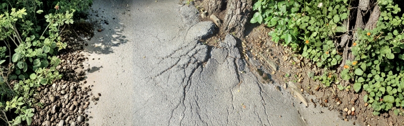 In content - How Tree Roots Could Be Affecting Your Property