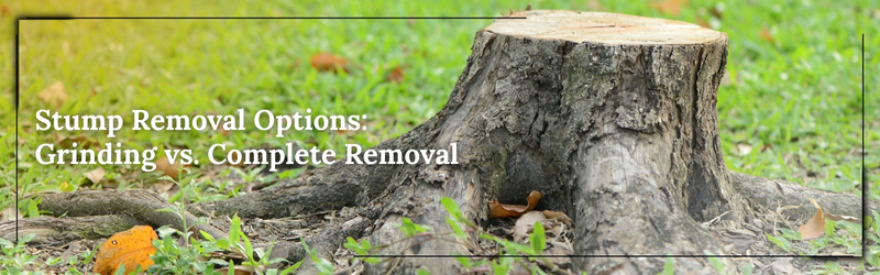 Tree Stump Removal Options_ Grinding vs Complete Removal