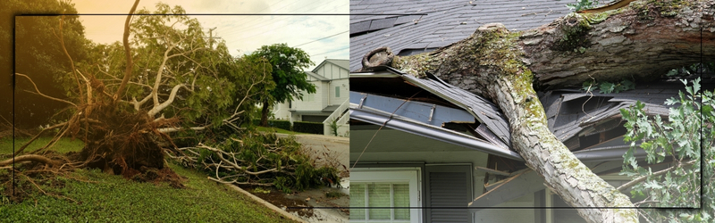 Cambridge Storm Cleanup_ Emergency Tree Removal