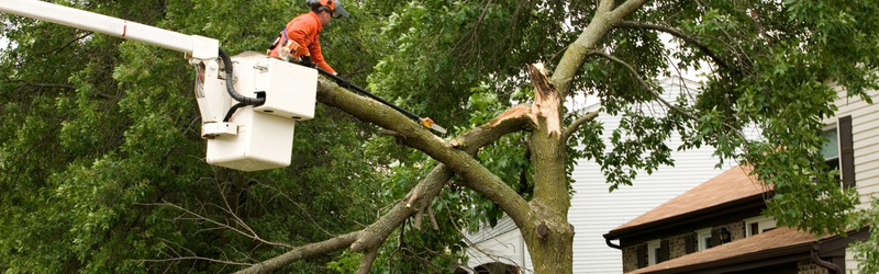 In Content -Cambridge Storm Cleanup_ Emergency Tree Removal