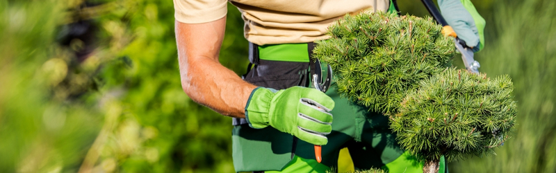 In Content -Curb Appeal in a Weekend_ Strategic Tree Pruning