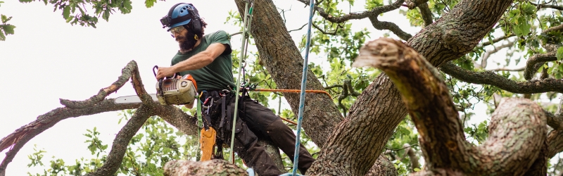 In content -Guelph Tree Removal_ How Certified Arborists Spot Risks You Cant See - MARTIN'S TREE SERVICE INC. In content -Guelph Tree Removal_ How Certified Arborists Spot Risks You Cant See