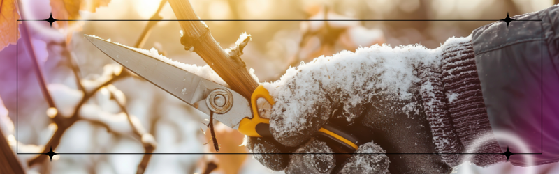 Guelph Tree Removal_ How Certified Arborists Spot Risks You Cant See