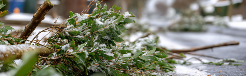 In Content -Cambridge Spruce Pine_ Preventing Snow-Load Breakage - MARTIN'S TREE SERVICE INC. In Content -Cambridge Spruce Pine_ Preventing Snow-Load Breakage