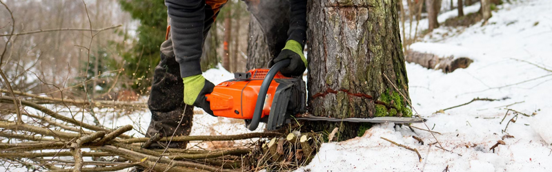 In Content - Storm-Damaged Oaks in Waterloo_ When Winter Removal Is Safer