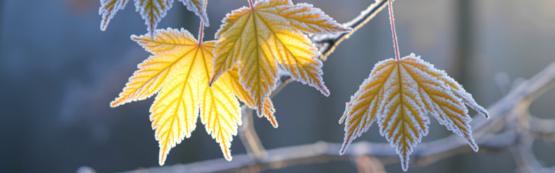In content - Winter Maple Pruning in KitchenerWaterloo_ What to Cut Now - MARTIN'S TREE SERVICE INC. In content - Winter Maple Pruning in KitchenerWaterloo_ What to Cut Now
