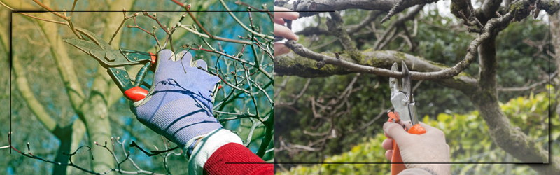 Winter Maple Pruning in KitchenerWaterloo_ What to Cut Now