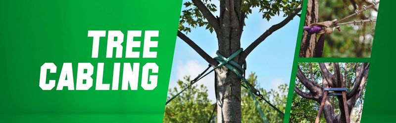 A collage showing various tree cabling techniques including dynamic straps on a trunk, steel cable hardware, and a wooden tree brace.