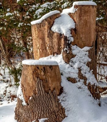 A close-up view of several large, weathered tree stumps with multiple heights covered in a fresh layer of white snow in a wooded area.