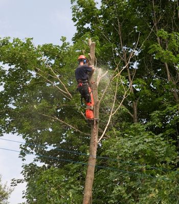 A professional arborist wearing safety gear and orange pants climbs a tall tree trunk to trim branches with a chainsaw.