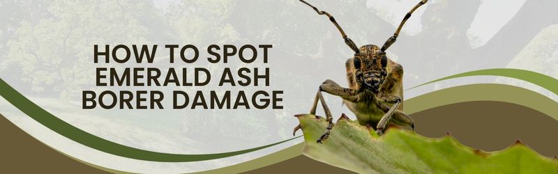 An educational banner titled "HOW TO SPOT EMERALD ASH BORER DAMAGE" featuring a close-up of a long-horned beetle on a leaf.