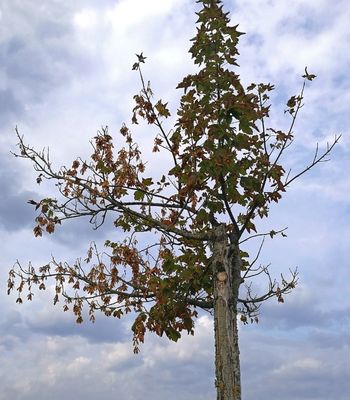 A young maple tree with thinning leaves and several dead, brown branches against a cloudy sky.