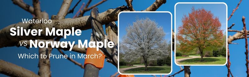 Comparison Guide Silver Maple vs Norway Maple - MARTIN'S TREE SERVICE INC. A banner titled "Waterloo Silver Maple vs. Norway Maple: Which to Prune in March?" featuring side-by-side images of different maple species.