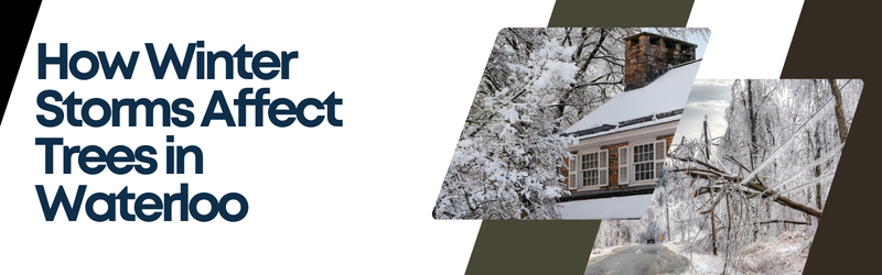 A blog banner showing snow-covered houses and ice-laden power lines with a fallen tree branch.
