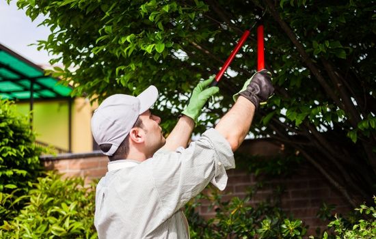 A man in a baseball cap and work gloves using red-handled manual hedge shears to trim a leafy green tree.