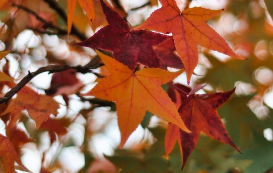A close-up of star-shaped maple leaves in shades of bright orange and deep red against a blurred background.