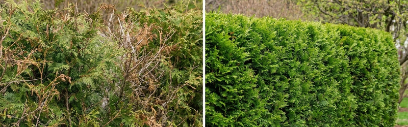 A side-by-side comparison of a cedar hedge; the left side shows brown, overgrown branches, and the right side shows a neatly trimmed, vibrant green, healthy hedge.