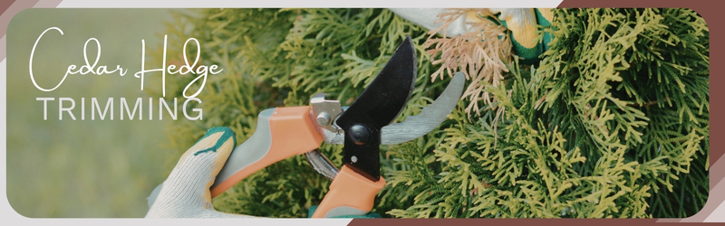 A close-up of a landscaper wearing safety gloves using orange-handled pruning shears to trim a lush green cedar hedge.