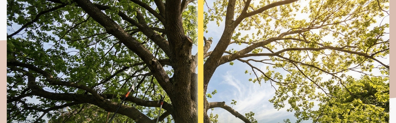 A side-by-side comparison of a tree canopy; the left side is dense and dark, while the right side shows a thinned canopy allowing significant sunlight to pass through.