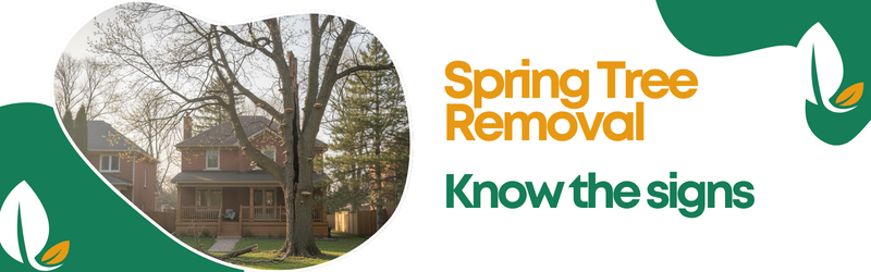 When Is It Time to Remove a Tree This Spring? Signs You Shouldn’t Ignore
