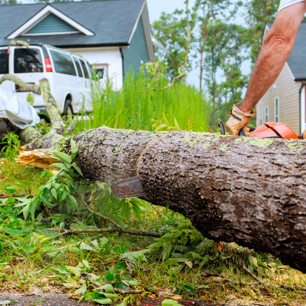 Fallen tree trunk with a chainsaw nearby in a residential yard, green foliage scattered around and a house in the background.