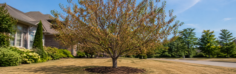 https://martinstree.com/blog/summer-tree-care-checklist/