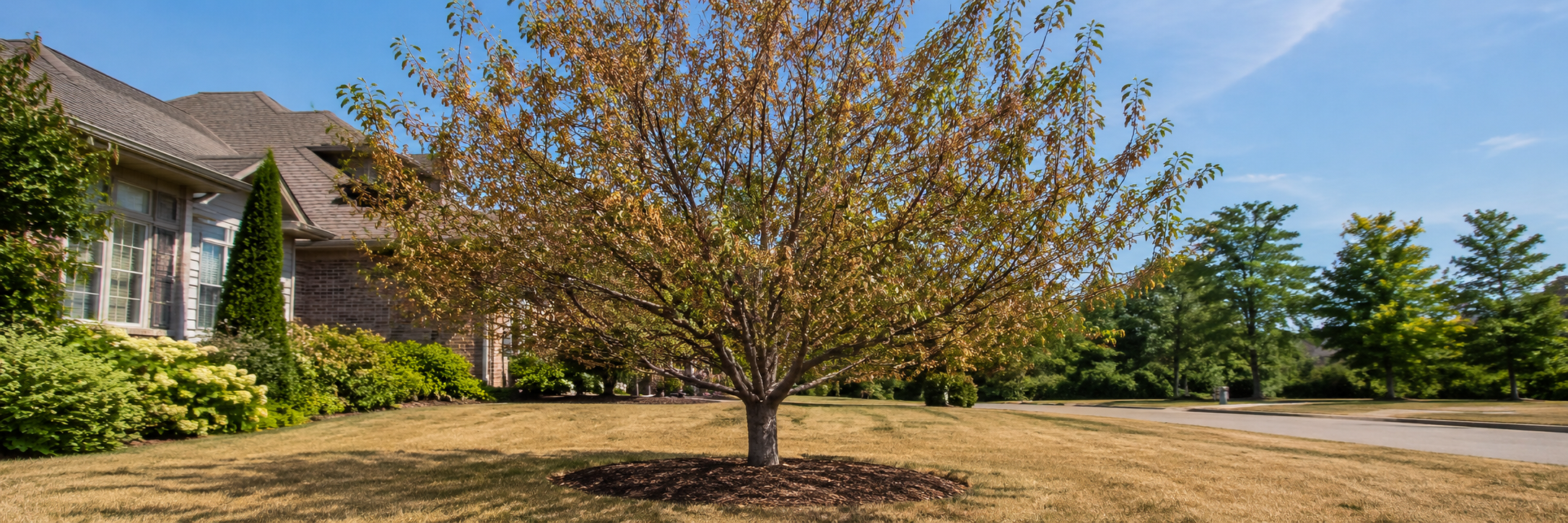 https://martinstree.com/blog/summer-tree-care-checklist/ - MARTIN'S TREE SERVICE INC. https://martinstree.com/blog/summer-tree-care-checklist/
