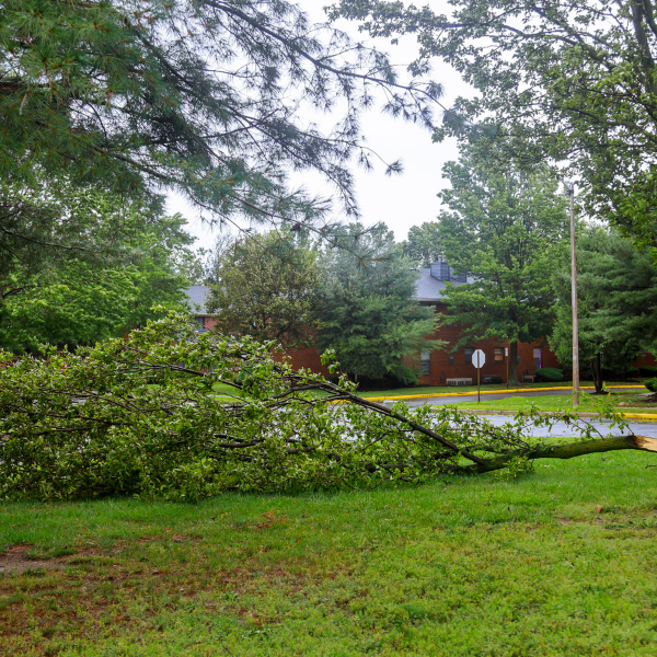 Managing High-Risk and Unpredictable Oaks - MARTIN'S TREE SERVICE INC. Managing High-Risk and Unpredictable Oaks