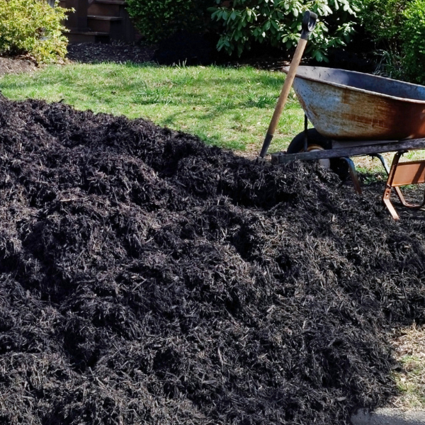 Understanding Bark and Structural Damage - MARTIN'S TREE SERVICE INC. A large mound of dark compost or mulch in a backyard, with a rusty wheelbarrow and a shovel resting on the pile.