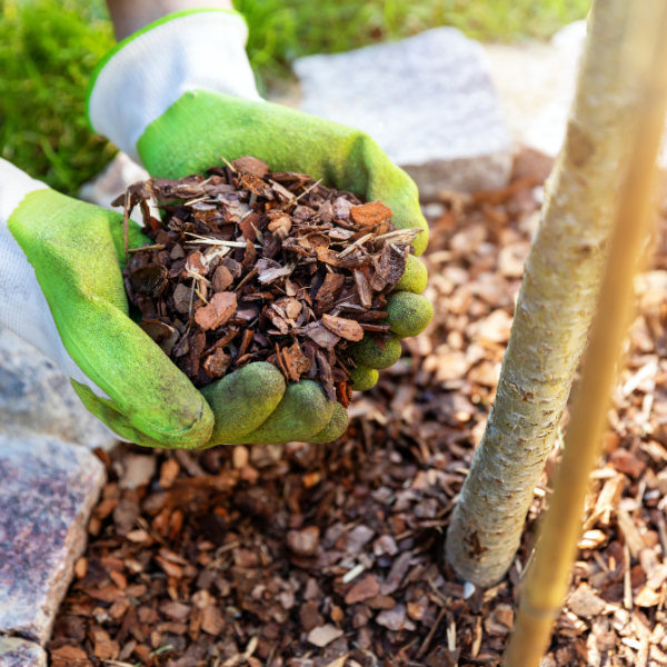 Gloved hands scoop brown wood mulch chips for gardening.