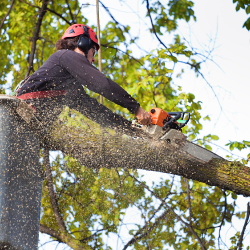 Wildlife Disruptions During Nesting Season - MARTIN'S TREE SERVICE INC. Wildlife Disruptions During Nesting Season