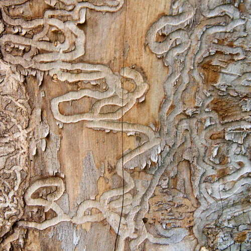 Close-up of weathered tree bark showing tangled, winding beetle galleries and textured grooves. - MARTIN'S TREE SERVICE INC. Close-up of weathered tree bark showing tangled, winding beetle galleries and textured grooves.
