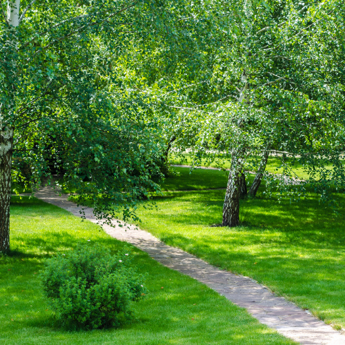 Winding stone path through a sunlit green park with mature trees and lush grass