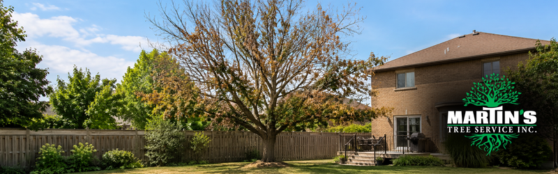 Is Summer The Best Time To Remove A Tree?