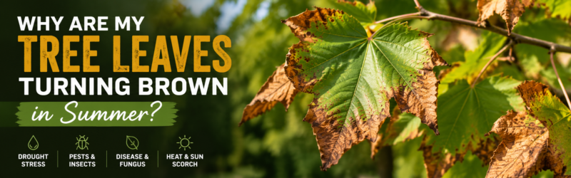 Banner showing question: Why are my tree leaves turning brown in summer? with icons about drought stress, pests, disease, heat and sun scorch.