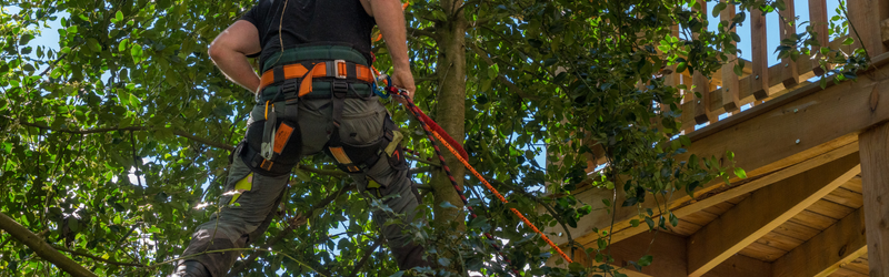 Why Pruning Is About More Than Just Visual Aesthetic - MARTIN'S TREE SERVICE INC. Tree climber wearing a safety harness and climbing gear among green leaves near a wooden deck structure to the right.