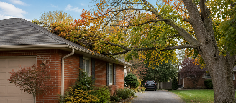 Brick single-story house with attached garage on a tree-lined street; large autumn tree arches over the driveway.