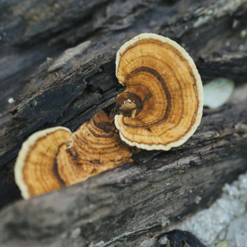 In Content_ Mushrooms around tree - MARTIN'S TREE SERVICE INC. Orange-brown shelf fungi with white edges growing on a dark, weathered log (close-up).