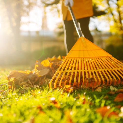 Person raking fallen autumn leaves on a sunlit green lawn; orange rake in the foreground.