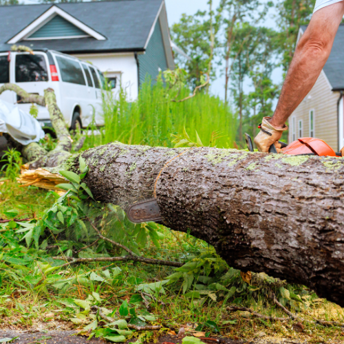 in content_ common tree diseases - MARTIN'S TREE SERVICE INC. Fallen tree trunk being cut in a residential yard; a worker with gloves using a chainsaw, with a van and houses in the background.